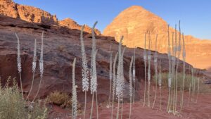 pyramid and nature in wadi rum desert